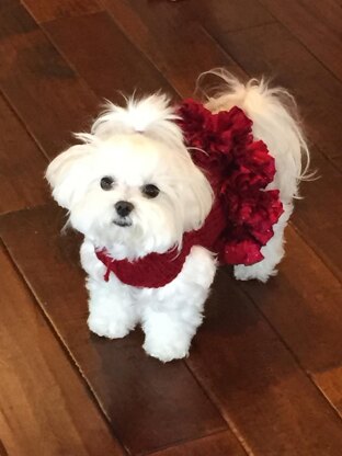 Lady in Red Doggy Dress