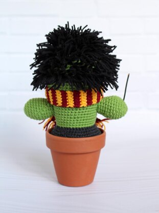 Cactus wizard Harry, plant, succulent