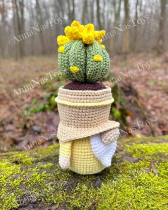 Gnome succulent (cactus)