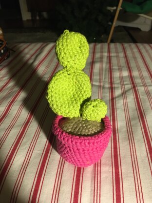 Cactus