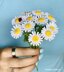 Chamomile flower and ladybug