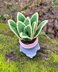 Gnome succulent (sansevieria)