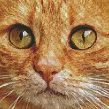 Ginger Cat Close Up