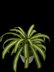 Crochet Spider plant pattern