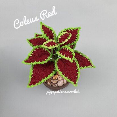 Coleus Red