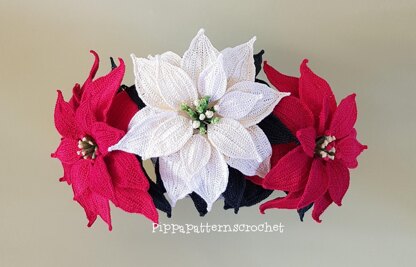 Poinsettia