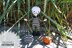 Jack Skellington doll