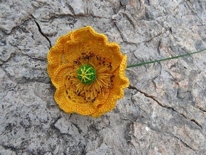 Poppy flanders oriantal or icelandic