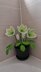 Crochet Hellebore flower