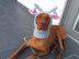 Reindeer Dog Hat with a Tassel