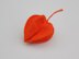 Crochet Physalis (Chinese lantern)