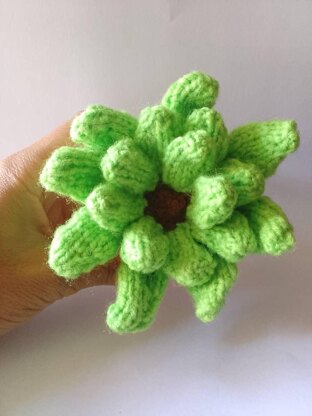 ECHEVERIA SUCCULENT knit