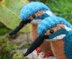 Kingfisher Softie