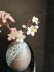 Cherry blossom branch