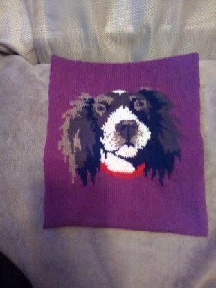 Springer Spaniel cushion cover