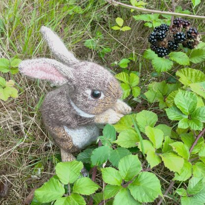 Wild Rabbit