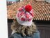 Cosmos Flowers Hat