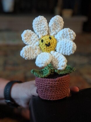 Potted Daisy