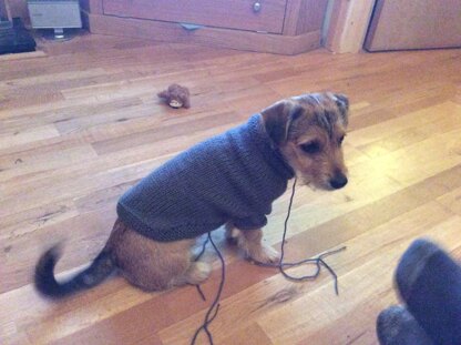 Sweater for Jack Russell