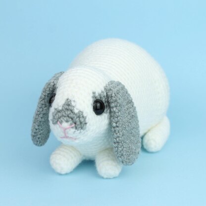 Mini Lop rabbit