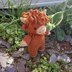 Harry the Heeland Coo