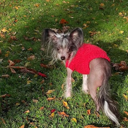 Knitting Pattern for RED dog Sweater