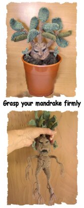 Mandrake Plant