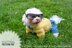 Minion jumpsuit for dog