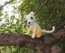 Meet Luma, the Rainforest Guardian — a flicker of green and gold, never still for long. Limited Edition – only €1 for now, because she’s a little tricky to catch!