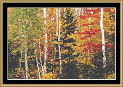 BIRCH FOREST  