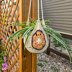 African Flower Plant Hanger