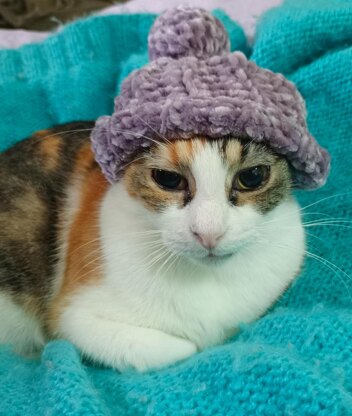 Hat and Scarf for Cats