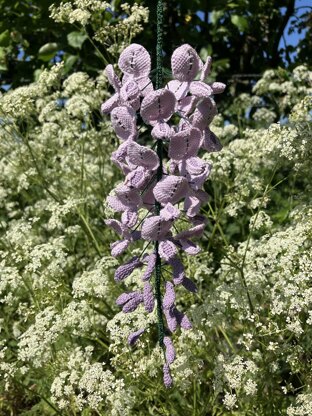 Wisteria