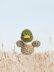 Mallard Duck Squishy Plushie