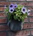 Wall Basket Flower