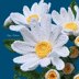 Shasta Daisy