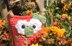Pumpkina - Amigurumi Owl - Halloween Series