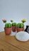 Cactus plant with flower