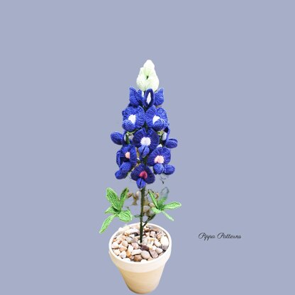 Bluebonnet