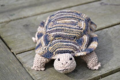 Tortoise