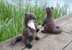 Crochet otter. Amigurumi toy. Realistic river otter. Crochet mammal