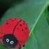 Ladybug Amigurumi with Blanket Yarn