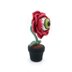 Eyeball Rose Flower in Pot