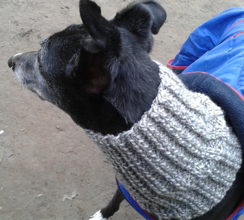 Free whippet coat hot sale knitting pattern