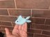 Fidget toy Fish English-US
