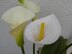 Calla Lily/Arum Lily Flower