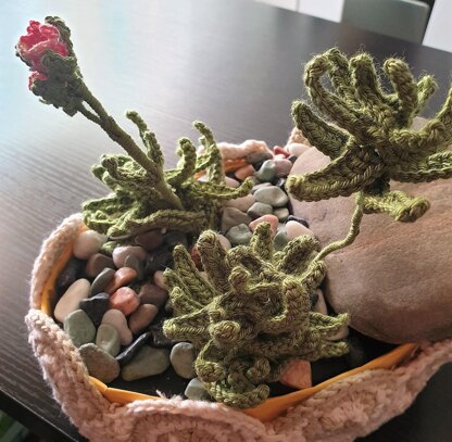 Succulent Hookeri Plant