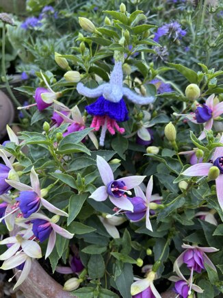 Fuchsia #3