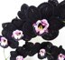 Black Orchid