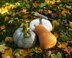 Three Halloween pumpkins